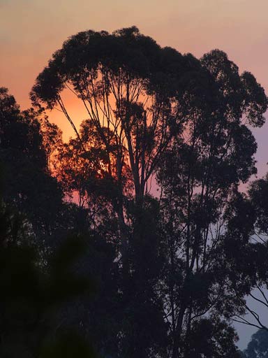 Zalazak sunca u šumi